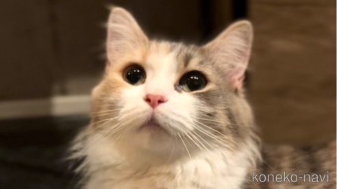 ここちゃん1枚目