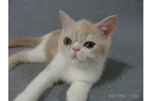 成約済の神奈川県のエキゾチックショートヘア-91447の6枚目