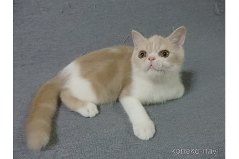 成約済の神奈川県のエキゾチックショートヘア-91447の3枚目