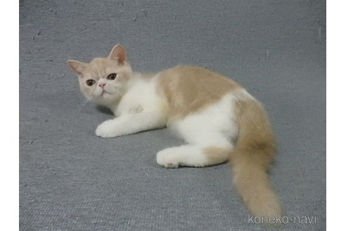 成約済の神奈川県のエキゾチックショートヘア-91447の2枚目