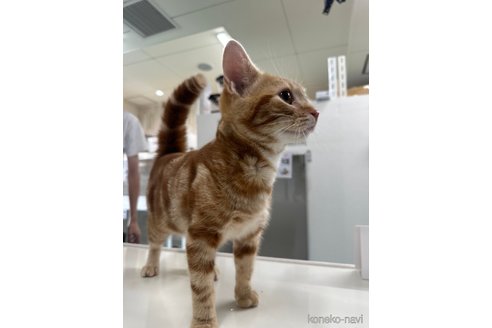 成約済の愛知県のアメリカンショートヘア-97424の2枚目