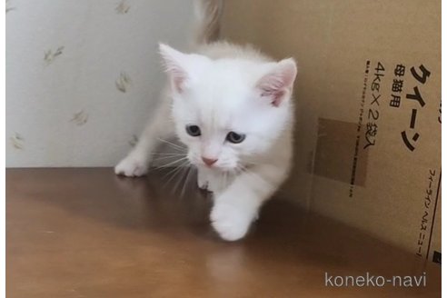 成約済の岐阜県のアメリカンショートヘア-96510の14枚目