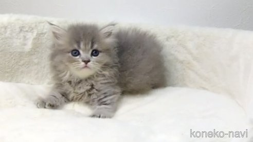 成約済ののサイベリアン-96296