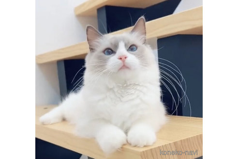 フランちゃん1枚目