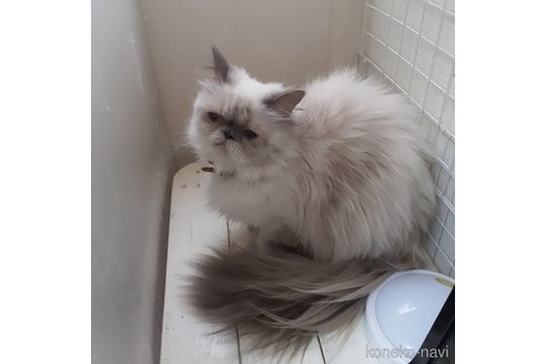 成約済の大阪府のヒマラヤン-86792の9枚目