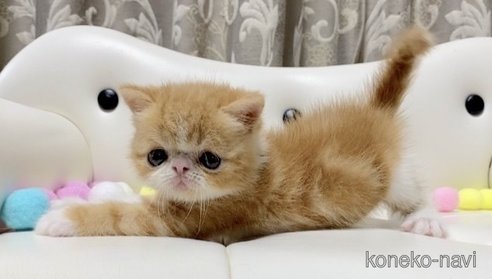 成約済の愛知県のエキゾチックショートヘア-97461の3枚目