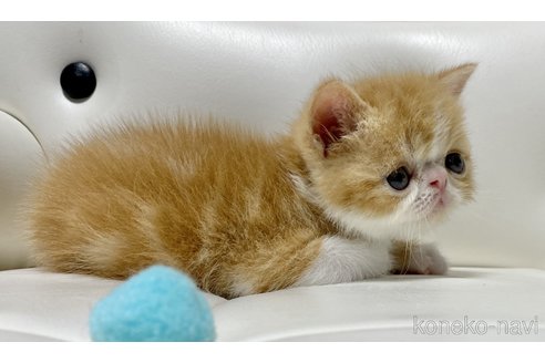 成約済の愛知県のエキゾチックショートヘア-97461の4枚目