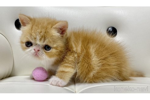 成約済の愛知県のエキゾチックショートヘア-97461の6枚目