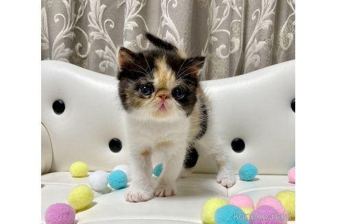 成約済の愛知県のエキゾチックショートヘア-97462の2枚目