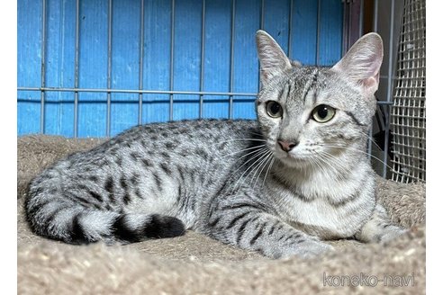 テリシアちゃん1枚目