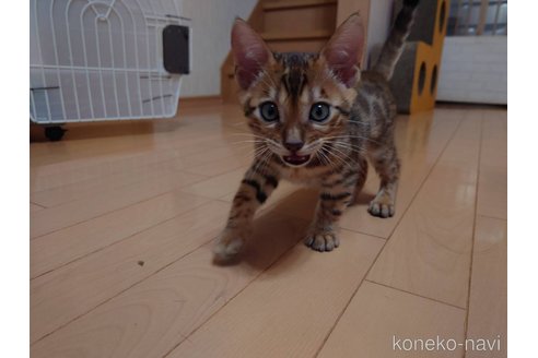 成約済の長野県のベンガル-97463の2枚目