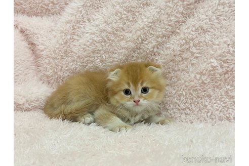 成約済の三重県のスコティッシュフォールド-97478の3枚目