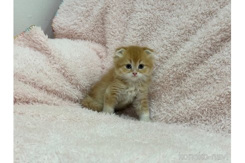 成約済の三重県のスコティッシュフォールド-97478の4枚目