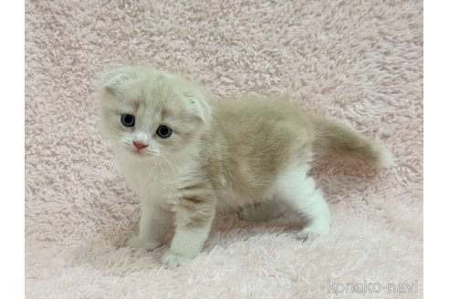成約済の三重県のスコティッシュフォールド(折れ耳)-97480の2枚目