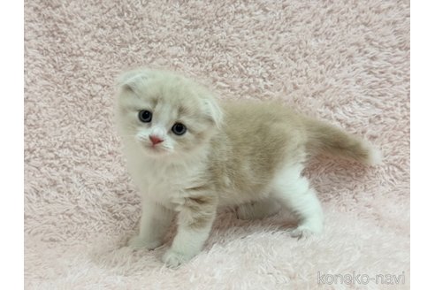 成約済の三重県のスコティッシュフォールド(折れ耳)-97480の4枚目