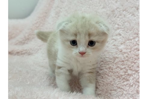 成約済の三重県のスコティッシュフォールド(折れ耳)-97480の3枚目