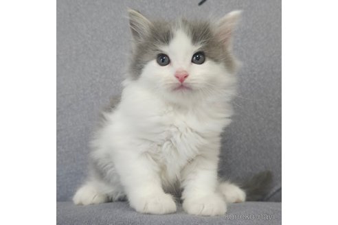 成約済の埼玉県のサイベリアン-97483の7枚目