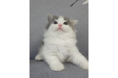 成約済の埼玉県のサイベリアン-97483の6枚目