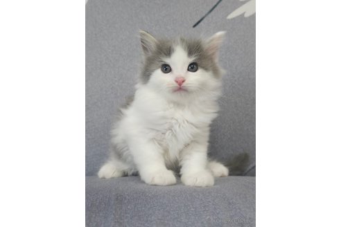 成約済の埼玉県のサイベリアン-97483の5枚目