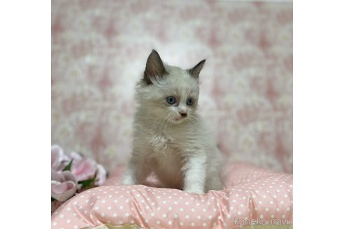 成約済の石川県のラグドール-97488の2枚目
