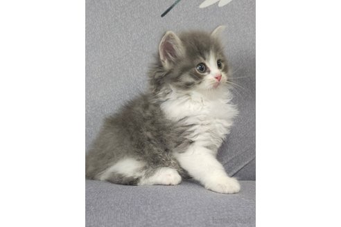 成約済の埼玉県のサイベリアン-97490の8枚目