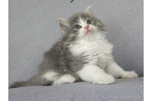 成約済の埼玉県のサイベリアン-97490の7枚目