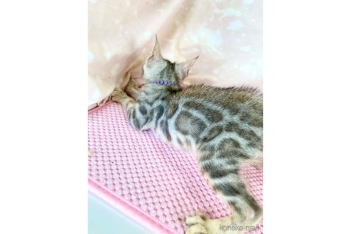 成約済の静岡県のベンガル-93749の13枚目