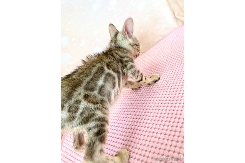 成約済の静岡県のベンガル-93749の12枚目