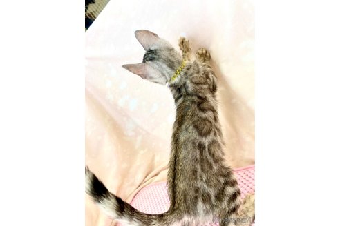 成約済の静岡県のベンガル-93750の17枚目