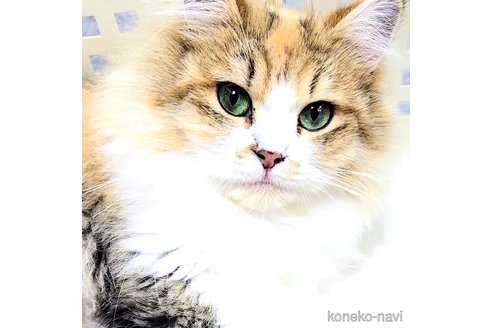 マナちゃん1枚目