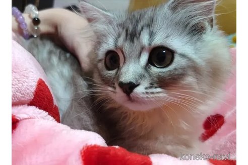 成約済の愛知県のペルシャ(チンチラ)-97512