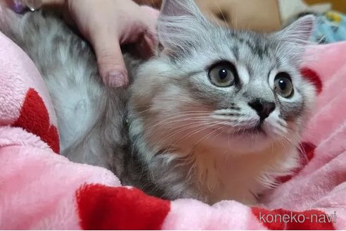 成約済の愛知県のペルシャ(チンチラ)-97512の5枚目