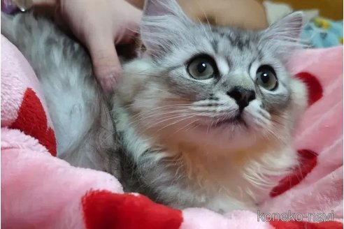 成約済の愛知県のペルシャ(チンチラ)-97512の3枚目