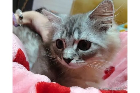 成約済の愛知県のペルシャ(チンチラ)-97512の2枚目