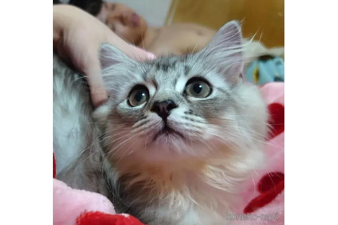 成約済の愛知県のペルシャ(チンチラ)-97512の4枚目