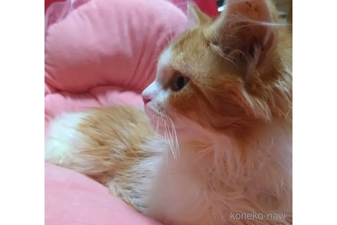 成約済の愛知県のミヌエット-97517の2枚目