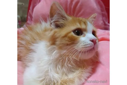 成約済の愛知県のミヌエット-97517の4枚目