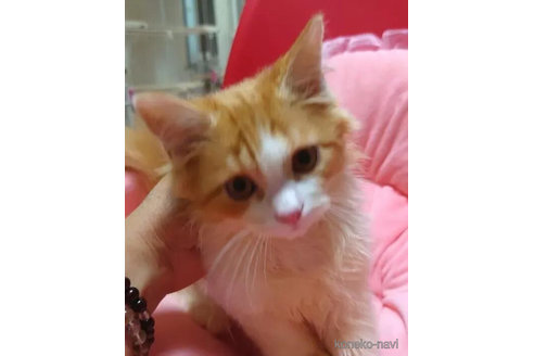 成約済の愛知県のミヌエット-97517の3枚目