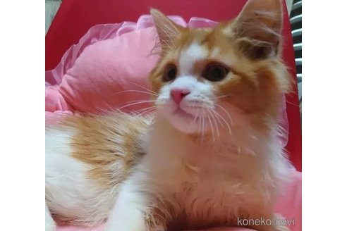 成約済の愛知県のミヌエット-97517の5枚目