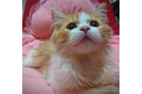 商談中の愛知県のミヌエット-97517