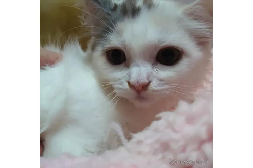 成約済の愛知県のマンチカン-97518の3枚目