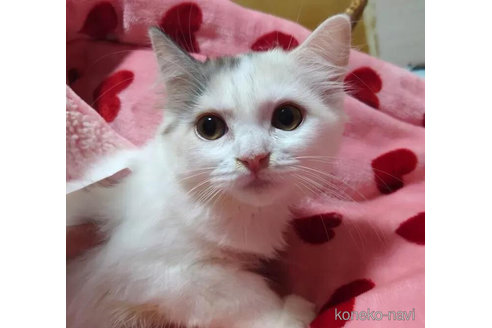 成約済の愛知県のマンチカン-97518の2枚目