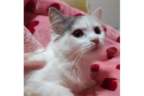 成約済の愛知県のマンチカン-97518の4枚目