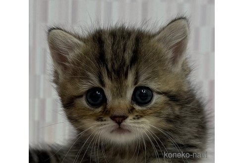 成約済の千葉県のミヌエット(短足)-97529の1枚目