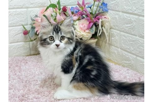 成約済の東京都のラガマフィン-97535の2枚目