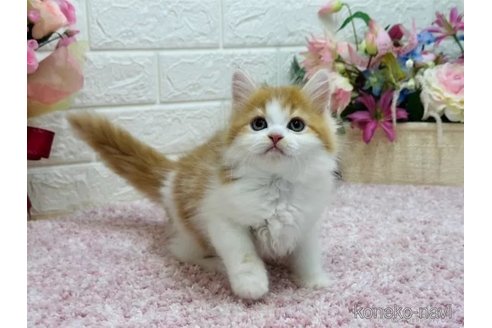 成約済の東京都のミヌエット-97539の3枚目