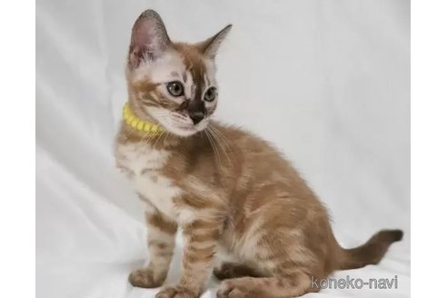 販売中の神奈川県のベンガル-97541の2枚目