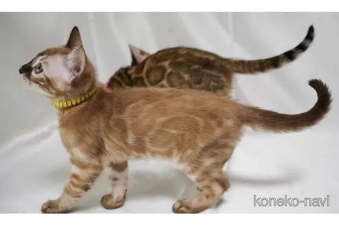 販売中の神奈川県のベンガル-97541の3枚目