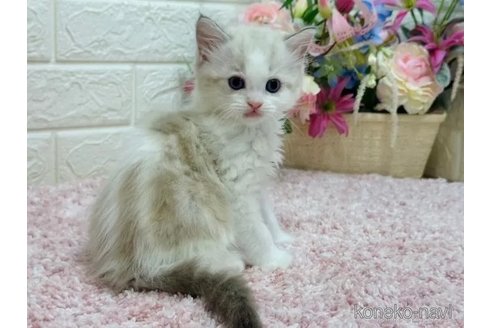 成約済の東京都のラガマフィン-97547の5枚目