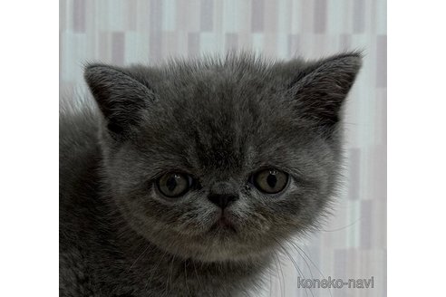 成約済の千葉県のエキゾチックショートヘア-96574の1枚目